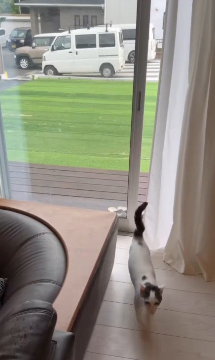 走る猫