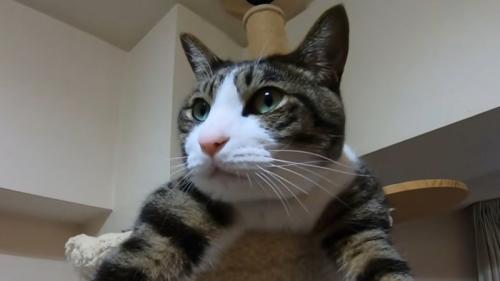 猫の顔のアップ