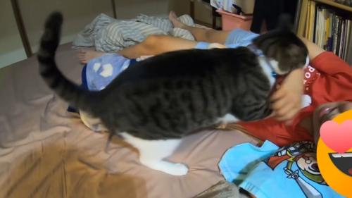 飛び掛かる猫