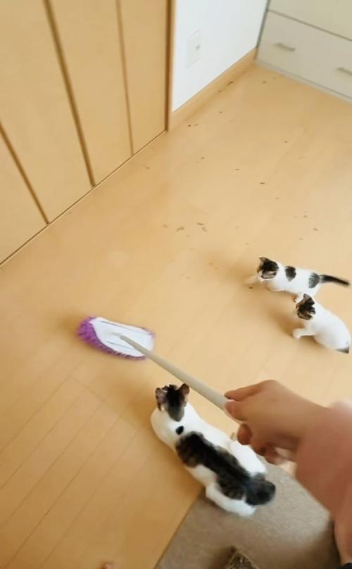 モップを追い掛ける2匹の子猫と見守る母猫