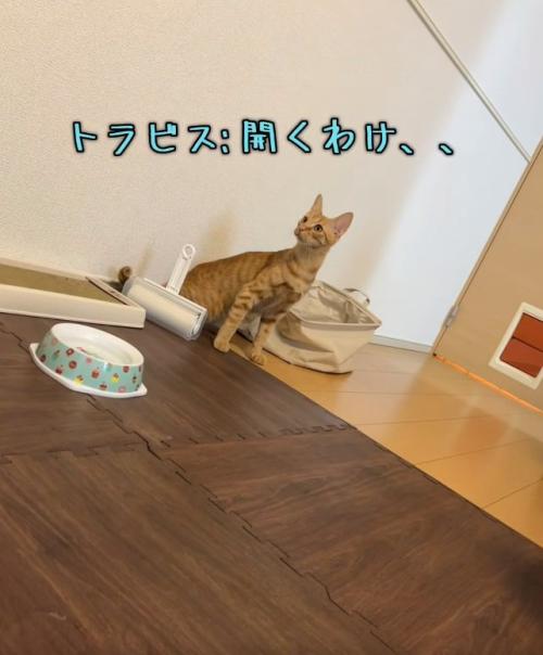 驚いている猫