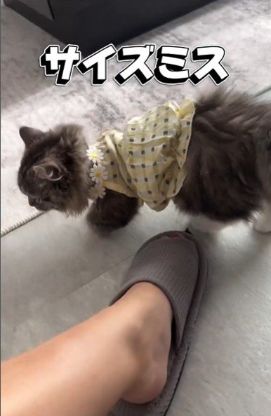服を着ている子猫