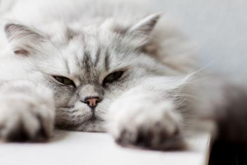 体を伸ばしている長毛種の猫