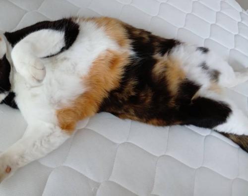 猫の寝姿