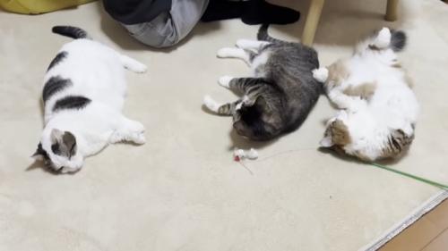 3匹の猫が寝転んでくつろぐ様子