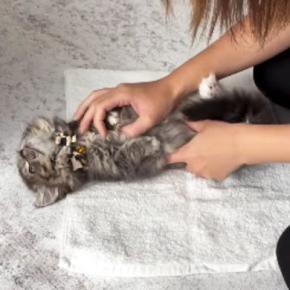 タオルの上に寝かされる子猫→タオルで包んでみると……『可愛すぎる光景』に癒される人が続出「されるがままw」「大人しすぎるw」