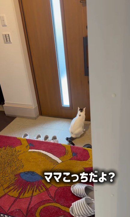 玄関に座り込む猫