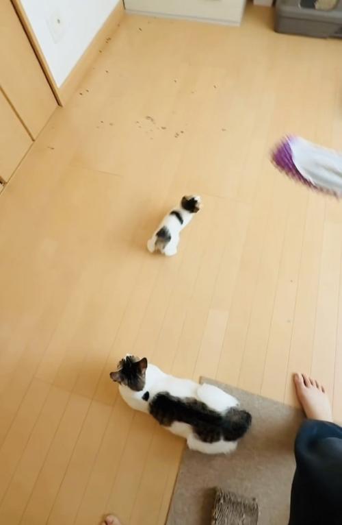 モップを追い掛ける子猫と見守る母猫