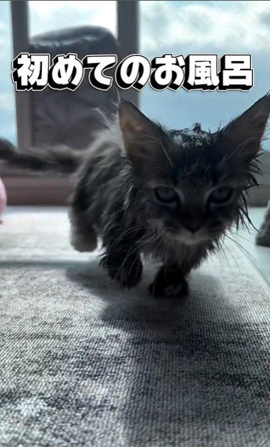 濡れている子猫