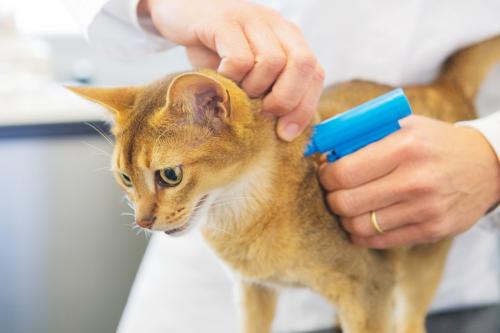 マイクロチップをスキャンされる猫