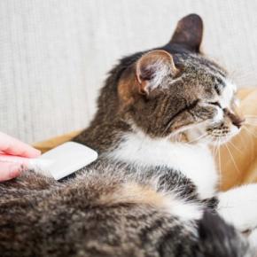 猫の被毛に起こる『毛割れ』の原因3つ 病気の可能性から効果的なケア方法まで