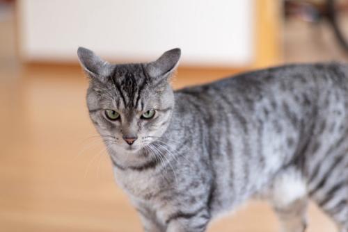 イカ耳で睨む猫
