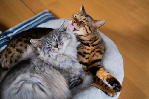 他の猫の毛づくろいをしてあげる猫