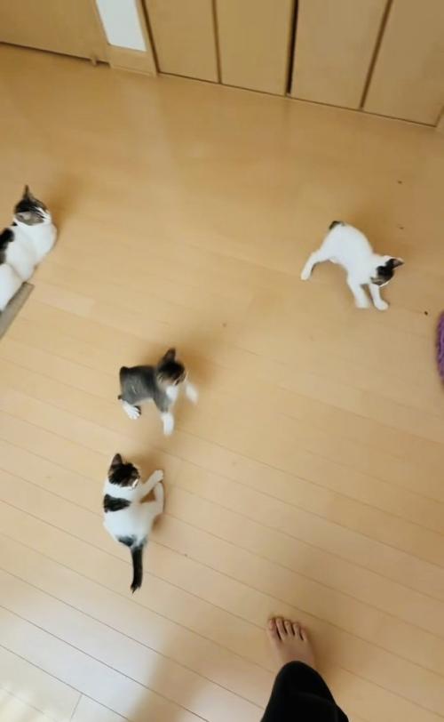 モップを追い掛ける3匹の子猫と見守る母猫