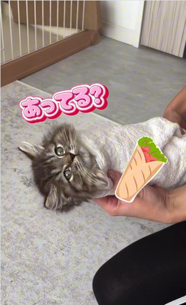 タオルで巻かれている子猫