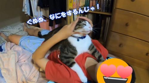 なでられすぎて顔が伸びている猫