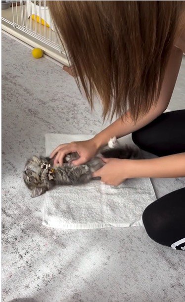 タオルの上に寝かされている子猫と寝かせている人