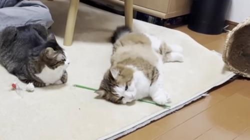 転がった長毛の猫を座って眺める短毛の猫