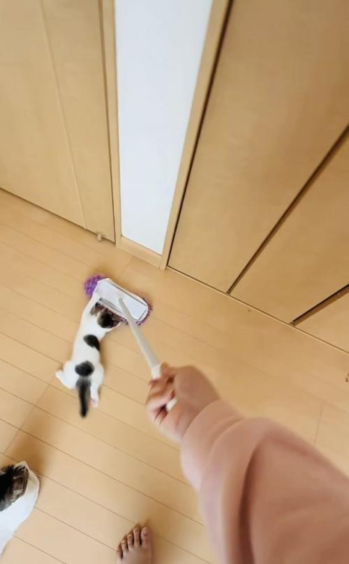 モップに掴まる子猫と見守る母猫