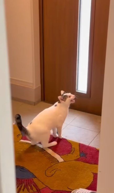 玄関で鳴く猫