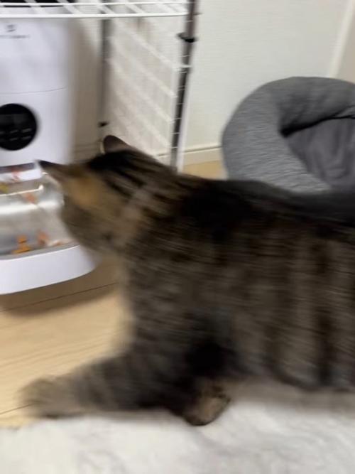 走る猫