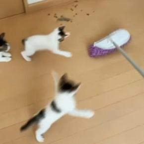 モップ掛けをしていると、『子猫たち』が…全力で追いかけ始める『可愛い光景』に爆笑「全然掃除できてないw」「最後で吹いたw」と34万再生