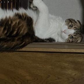 階段でくつろいでいた猫→バランスを崩した結果…『可愛すぎる表情』に笑ってしまう人が続出「ちゃんとカメラ目線ｗ」「よく撮れてるｗ」