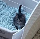 猫砂の上に座ってジッとしている子猫