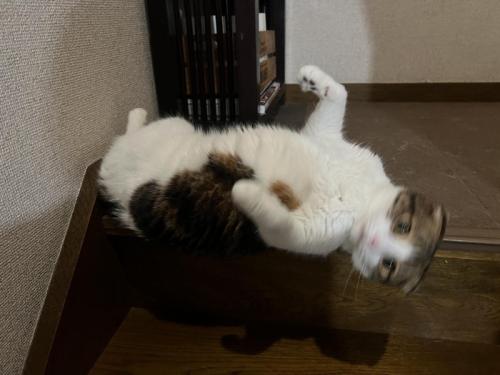 落ちる猫