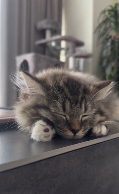 寝ている子猫