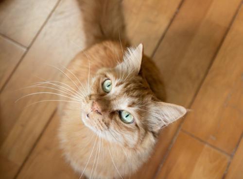 飼い主を見上げる猫