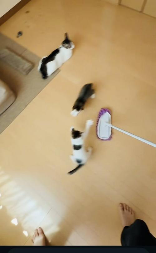 モップを追い掛ける2匹の子猫と見守る母猫