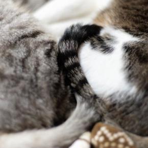猫が『しっぽを巻き付ける』ときの理由4つ 自分以外に絡ませる意味や応え方も解説
