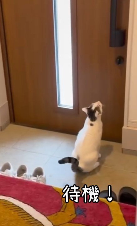 玄関に座り込む猫