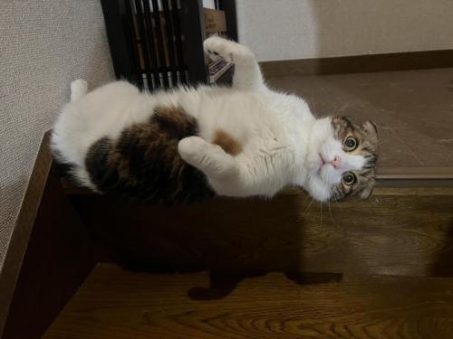 落ち始めてカメラ目線の猫