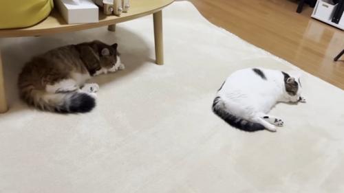 同じポーズで眠る2匹の猫