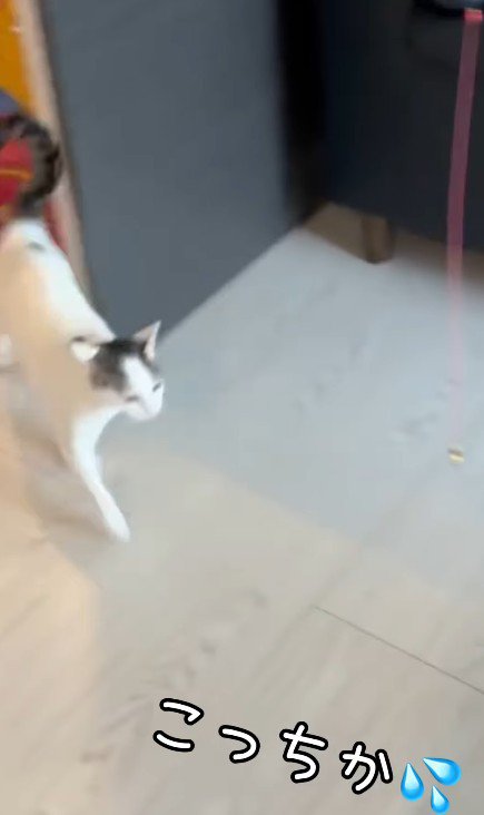 走る猫