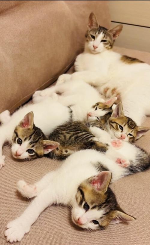ソファでくつろぐ母猫と4匹の子猫