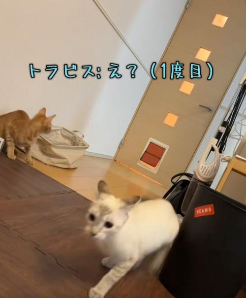 ペットドアを見ている猫と通り抜けた猫