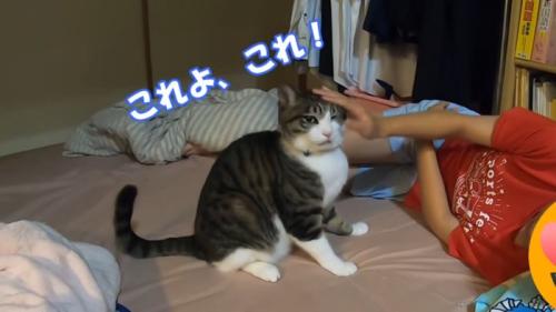 なでられて満足げな表情を浮かべて座る猫