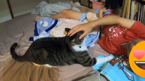 猫の顔を手で抑えて動きを止めようとする娘さん