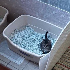 猫用トイレの中に座る子猫