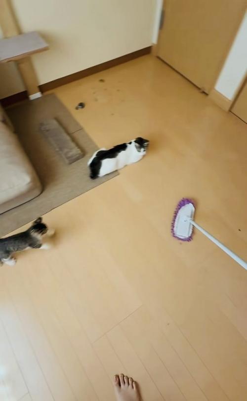 モップを追い掛ける子猫と見守る母猫