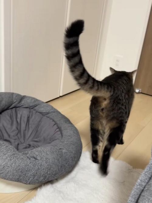 歩く猫の後ろ姿