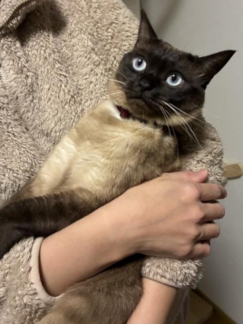 抱っこされている猫