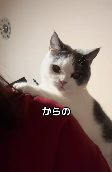 飼い主の背中の上にのぼる猫