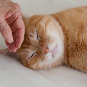 猫が『下心』を持っているときのサイン4選　どんな狙いがあるの？上手な接し方まで解説