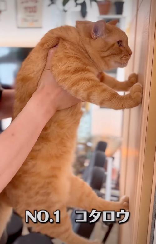 壁に前足をつく猫