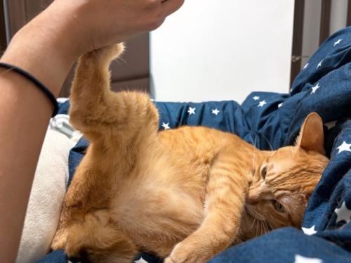 キックする猫