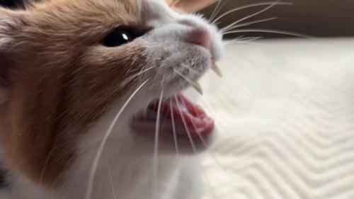 鳴く猫